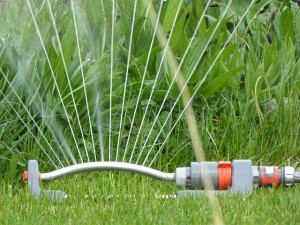 Efficiently Conserving Water in Your Lawn and Garden